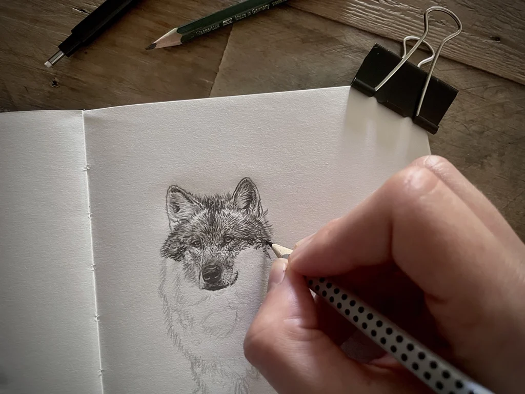 Dessin en cours d'un loup au crayon graphite, par Steven Carranante, illustrateur naturaliste